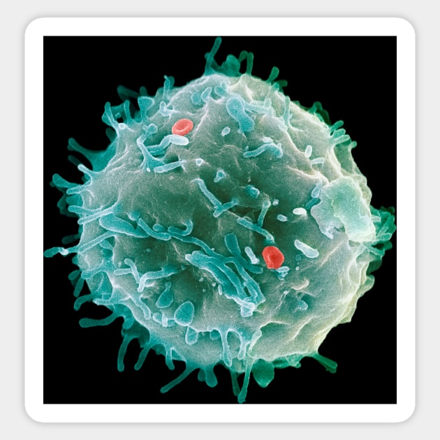 Stem cell, SEM (G442/0451) Sticker by SciencePhoto